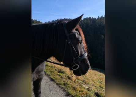 Noriker, Klacz, 12 lat, 159 cm, Kara