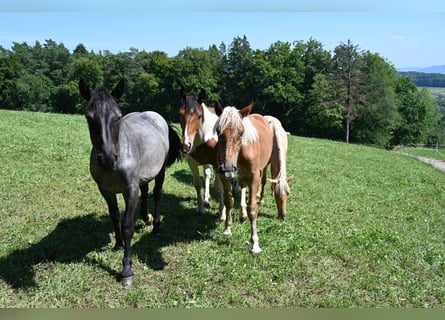 Noriker, Klacz, 1 Rok, Formy Brown Falb