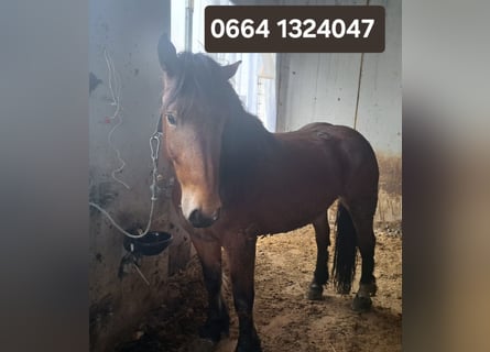 Noriker, Klacz, 5 lat