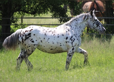 Noriker, Klacz, 7 lat, 157 cm, Tarantowata