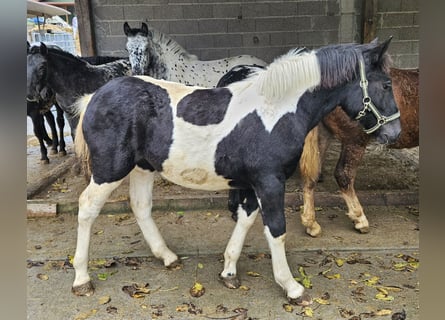 Noriker, Klacz, Źrebak (04/2023)