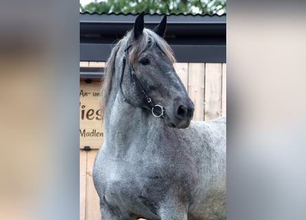 Noriker, Mare, 13 years, 15.2 hh, Gray-Blue-Tan