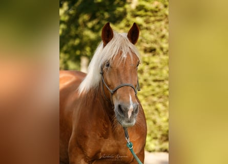 Noriker, Mare, 14 years, 16 hh, Chestnut