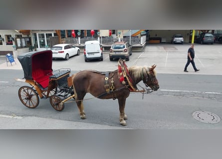 Noriker, Mare, 17 years, 16 hh, Chestnut-Red