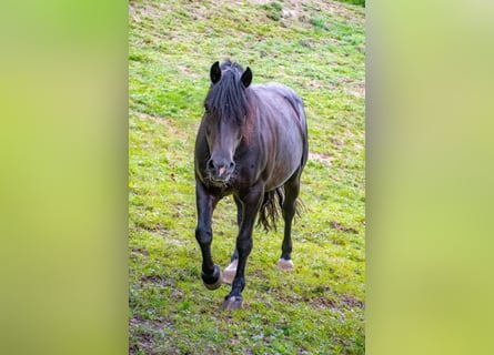 Noriker Mix, Mare, 18 years, 14.2 hh, Black