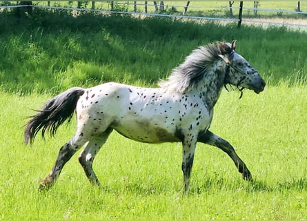 Noriker, Mare, 1 year, 15.3 hh, Leopard-Piebald