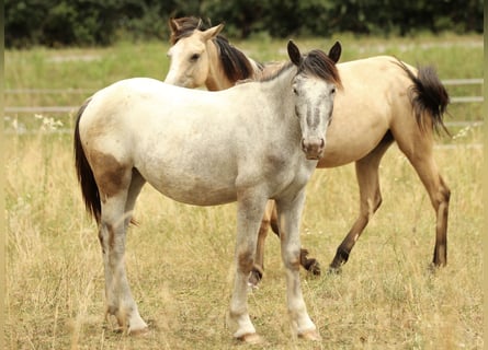 Noriker, Mare, 1 year, 15,2 hh, Leopard-Piebald