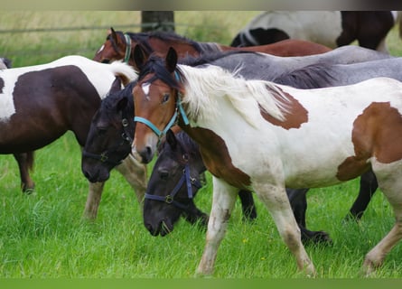 Noriker, Mare, 1 year, Pinto