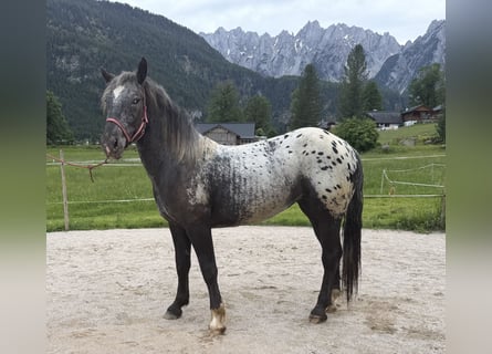 Noriker, Mare, 2 years, 15.1 hh, Leopard-Piebald