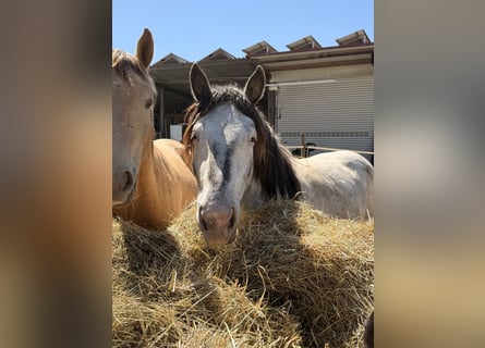 Noriker, Mare, 2 years, 15.2 hh, Leopard-Piebald