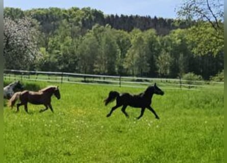 Noriker, Mare, 2 years, 16,1 hh, Black