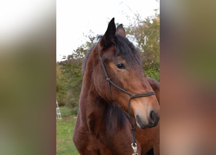 Noriker, Mare, 2 years, Brown