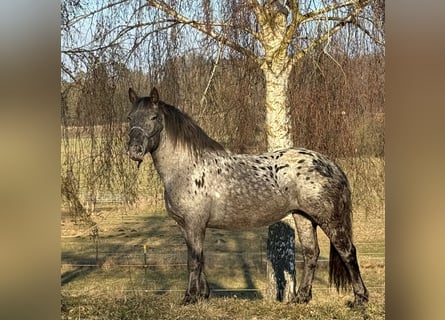 Noriker, Mare, 3 years, 15.1 hh, Leopard-Piebald