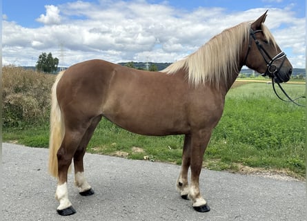 Noriker, Mare, 3 years, 15,2 hh, Chestnut-Red