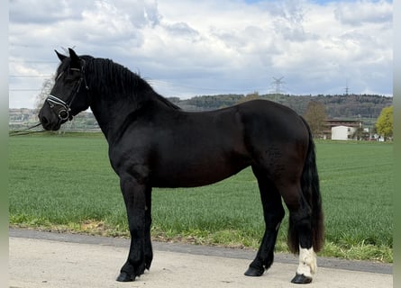Noriker, Mare, 3 years, 16 hh, Black
