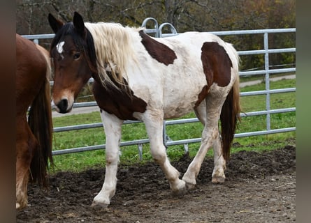 Noriker, Mare, 3 years