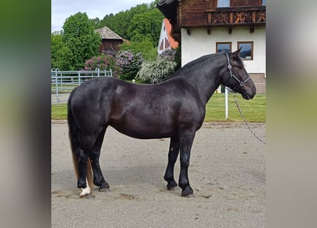 Noriker, Mare, 4 years, 15,2 hh