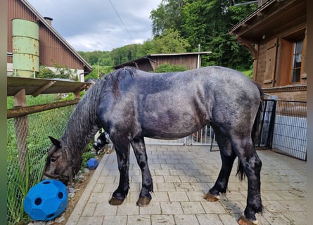 Noriker, Mare, 5 years, 16,1 hh, Gray-Blue-Tan