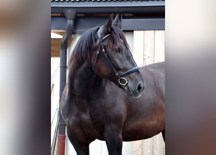 Noriker, Mare, 6 years, 15.2 hh, Black