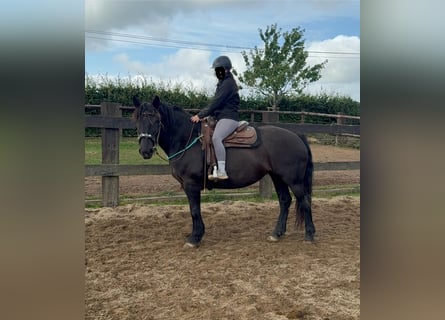 Noriker, Mare, 6 years, 15.2 hh, Black Noriker, Mare, 6 years, 15.2 hh, Black