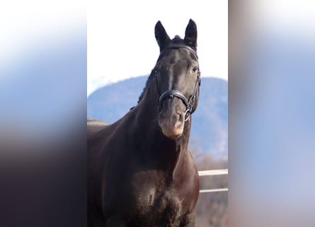 Noriker, Mare, 7 years, 15,3 hh, Leopard-Piebald