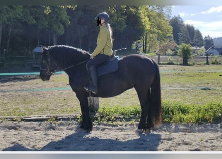 Noriker, Mare, 7 years, 16.1 hh, Black