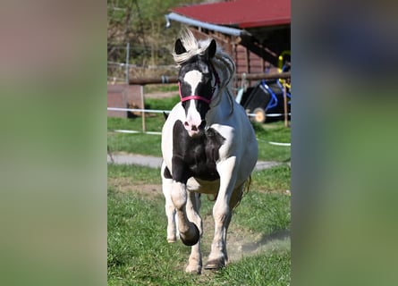 Noriker, Mare, 8 years