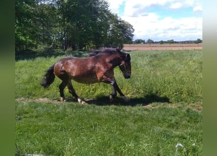 Noriker, Mare, 9 years, 16 hh, Brown