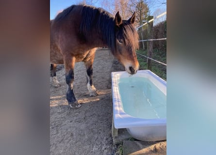 Noriker, Mare, 9 years, 16 hh, Brown