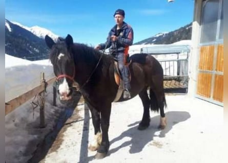 Noriker, Mare, 9 years, 16,1 hh