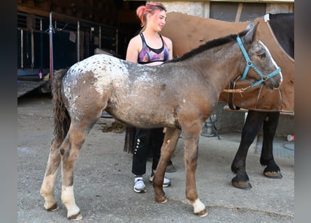 Noriker, Mare, Foal (05/2025)