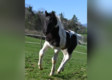 Noriker, Mare, , Tobiano-all-colors