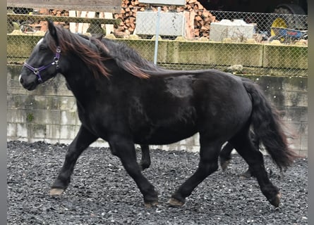 Noriker, Merrie, 11 Jaar, 156 cm