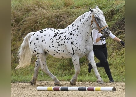 Noriker, Merrie, 11 Jaar, 160 cm, Appaloosa