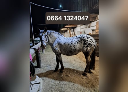 Noriker, Merrie, 15 Jaar, Appaloosa