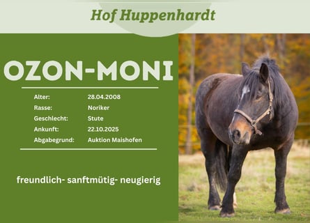 Noriker, Merrie, 18 Jaar, 162 cm, Zwartbruin