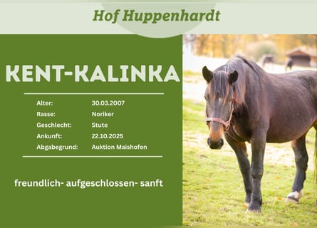 Noriker, Merrie, 19 Jaar, 160 cm, Zwartbruin