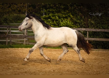 Noriker, Merrie, 2 Jaar, 160 cm, Appaloosa