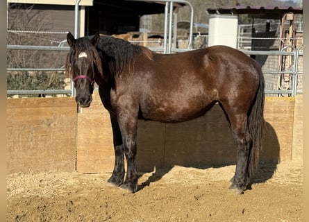 Noriker, Merrie, 2 Jaar, 163 cm, Zwart