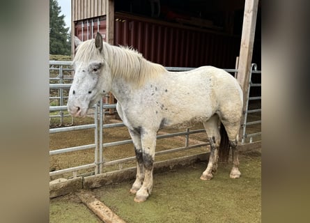 Noriker, Merrie, 3 Jaar, 160 cm, Appaloosa