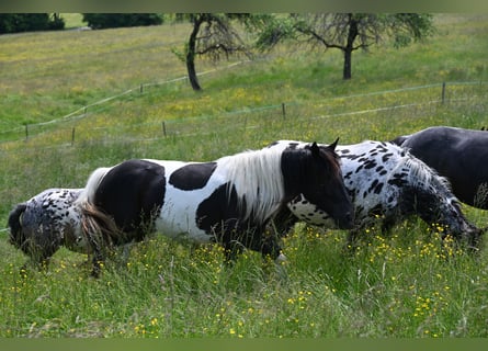 Noriker, Merrie, 3 Jaar