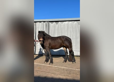 Noriker, Merrie, 4 Jaar, 165 cm, Bruin