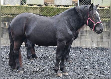 Noriker, Merrie, 4 Jaar