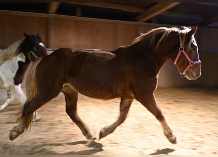 Noriker, Merrie, 4 Jaar, Donkere-vos