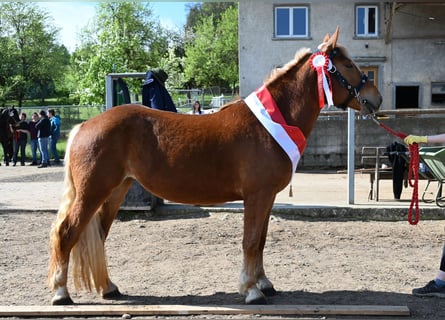 Noriker, Merrie, 4 Jaar, Donkere-vos