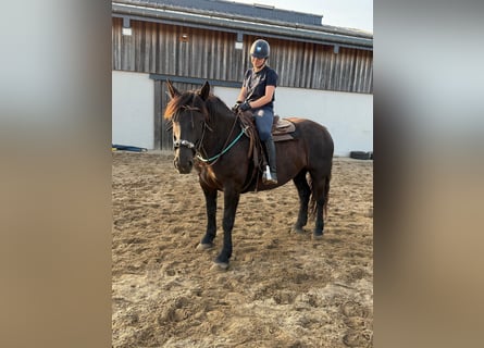 Noriker, Merrie, 6 Jaar, 158 cm, Zwart