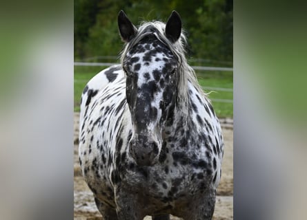 Noriker, Merrie, 6 Jaar, 159 cm