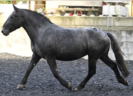 Noriker, Merrie, 7 Jaar