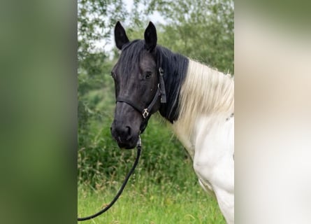 Noriker, Merrie, 8 Jaar, 160 cm, Gevlekt-paard