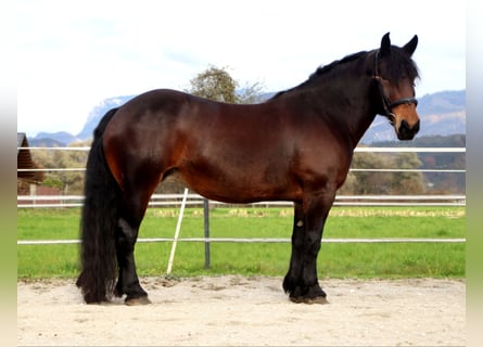 Noriker, Merrie, 9 Jaar, 160 cm, Bruin